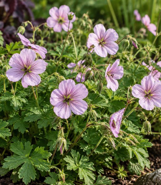 Geranium ‘Joy’